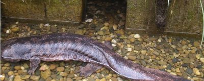 娃娃魚商品魚和種魚的鑒別方法，商品魚的色澤一般比較蒼白