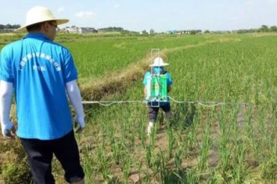 敵草隆的適用范圍，主要用于水稻、棉花、大豆等作物