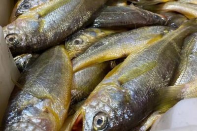 小黃魚的產(chǎn)地，我國舟山群島附近海區(qū)常見