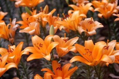 橙色百合花的寓意，寓意榮譽、勝利、富貴等
