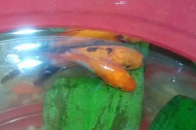 金魚吃多了翻肚怎么治，首先要做的就是立刻停止喂食