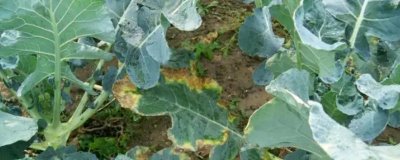 西蘭花黑腐病癥狀，幼苗發(fā)病會出現(xiàn)水浸狀子葉