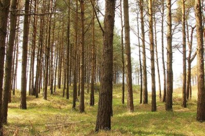 土雞的散養(yǎng)要點，一定要選擇好一點的雞苗
