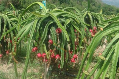 火龍果的栽培技術(shù)，一般采用柱式栽培