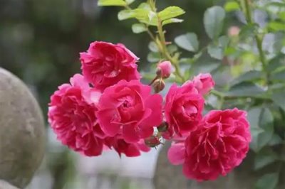 復(fù)古薔薇的花語，寓意純潔的愛、愛的思念