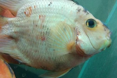 金魚身上爛了的原因，白點(diǎn)病、水霉病、爛鰭癥等都會導(dǎo)致