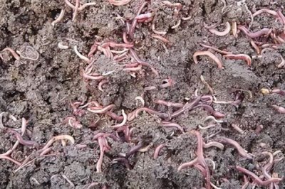 蚯蚓養(yǎng)殖的生長(zhǎng)周期，平均為3個(gè)月