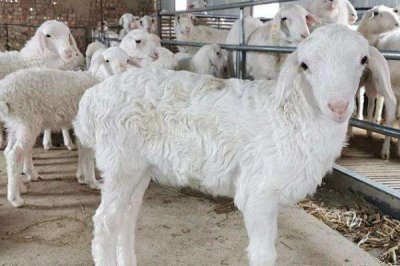 瘦羊如何催肥，可提供蛋白質(zhì)和微生物含量較高的飼料