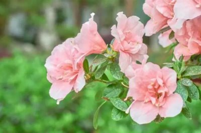 粉杜鵑的花語，寓意愛的快樂、鴻運(yùn)高照等