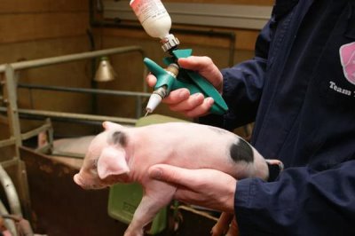 豬高熱病怎么傳播，蚊蠅吸血、機(jī)械帶毒、病豬及其產(chǎn)品均是傳染源