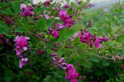 胡枝子什么時候開花，7-8月開花