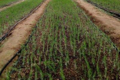 蘆筍苗期怎么管理，定植后要做好補苗、中耕除草等工作