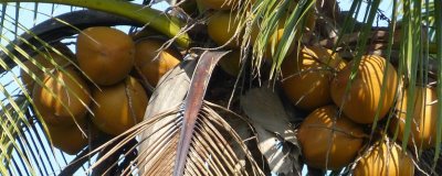 中國椰子的主產(chǎn)地，主產(chǎn)于海南、臺灣、云南等省份