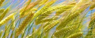臨麥13小麥種簡介，每畝基本苗15-20萬