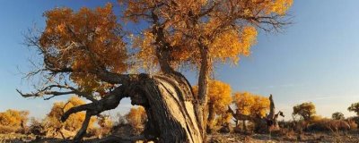 胡楊的寓意，象征著堅(jiān)毅、自強(qiáng)不息的精神