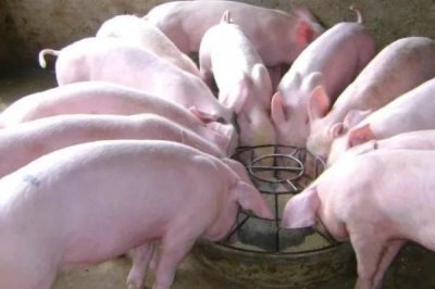 發(fā)酵飼料養(yǎng)豬的優(yōu)點(diǎn)，能促進(jìn)消化又能防治疾病