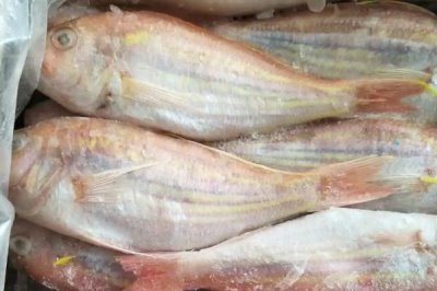 清道夫能和金魚混養(yǎng)嗎，不能和金魚混養(yǎng)