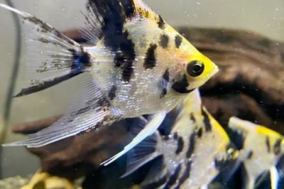 熊貓神仙魚的產(chǎn)地，主要分布在西太平洋的珊瑚礁海域