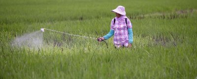 炔草酯的防治對(duì)象，主要防治小麥田禾本科雜草