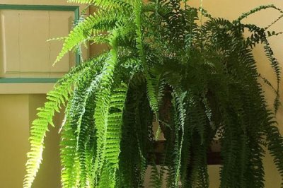 怎么養(yǎng)金絲猴蕨植物，適宜的生長(zhǎng)溫度為20-27℃