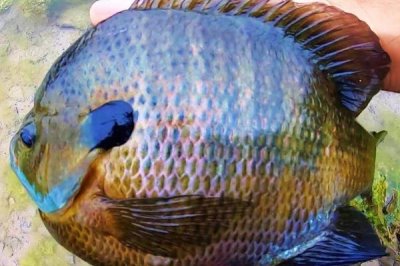 太陽(yáng)魚(yú)的價(jià)格，一斤需要12-16元左右