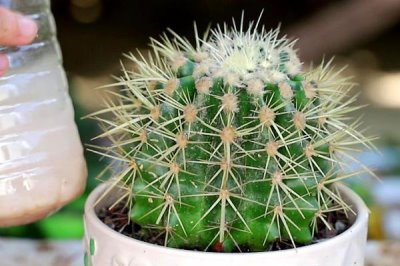 仙人球怎么澆水，根據(jù)季節(jié)調(diào)整澆水頻率