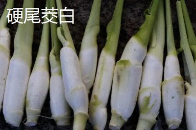 種植茭白的環(huán)境要求，溫度要達到24℃左右