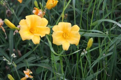 忘憂草的花語，寓意偉大的母愛、遺忘的愛等
