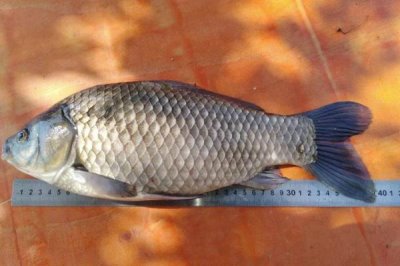 烏龍鯽的產(chǎn)地，該魚種有“水中黑玫瑰”之稱