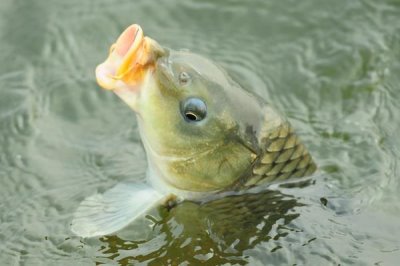 夏天釣鯉魚用什么漂，要根據(jù)實際情況選擇合適的漂