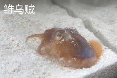 飛烏賊的產(chǎn)地，主要分布在南海、日本相模灣等地