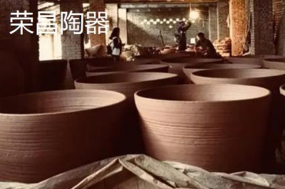 重慶市榮昌區(qū)的特產(chǎn)，盤龍生姜深受消費(fèi)者歡迎