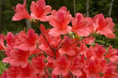 映山紅的養(yǎng)殖方法，施肥時(shí)應(yīng)該勤施稀薄肥