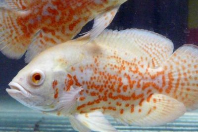 地圖魚耗氧量大不大，消耗量比其它魚類要大