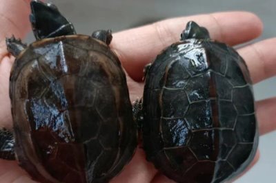 草龜會(huì)不會(huì)咬魚，饑餓時(shí)會(huì)主動(dòng)攻擊小魚