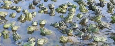 養(yǎng)殖一畝牛蛙的投資金額,總共大概需要5-15萬(wàn)元左右