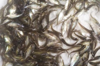 三角魴魚苗的價(jià)格,價(jià)格受產(chǎn)地等影響