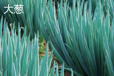 大蔥和蒜苗的區(qū)別，葉片、韌性和味道均不同