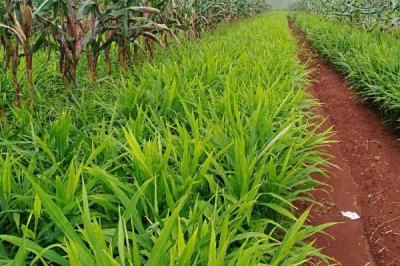 如何預(yù)防生姜葉片發(fā)黃，種植期間要及時(shí)澆水施肥、揭除地膜