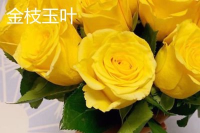 6朵黃玫瑰代表的意思，寓意純潔友誼、互愛互諒等
