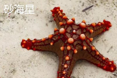 海星的產(chǎn)地，北太平洋區(qū)域的種類最多