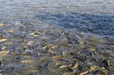 草魚(yú)如何養(yǎng)殖，可分級(jí)輪養(yǎng)和輪捕輪放