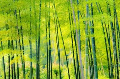 外直中通襟懷若谷是哪種植物，形容的是竹子