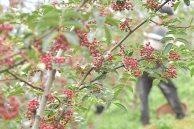 花椒播種時間和方法，春秋季節(jié)均可適期播種