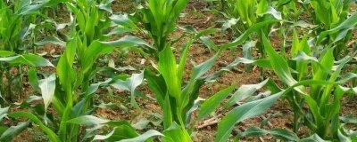 天成615玉米品種簡(jiǎn)介，喇叭口期用藥劑防治玉米螟