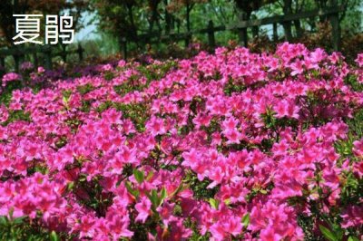 杜鵑花何時(shí)開(kāi)放，開(kāi)花時(shí)間取決于培育環(huán)境