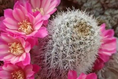 如何才能使仙人球開花，陽光、溫度和水肥都與之有關(guān)