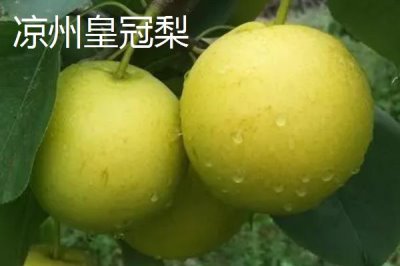 甘肅省武威市的水果特產(chǎn)，涼州皇冠梨栽植歷史悠久