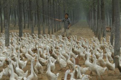 養(yǎng)鵝的利潤和成本，飼養(yǎng)2000只鵝為例利潤大約是3.98萬元