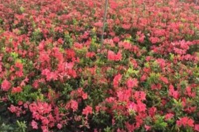 映山紅的養(yǎng)殖方法，施肥時(shí)應(yīng)該勤施稀薄肥